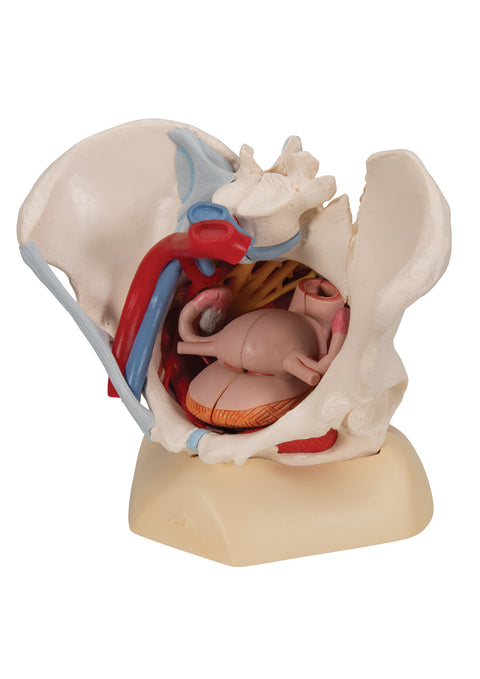 Human Female Pelvis Skeleton Model with Ligaments, Vessels, Nerves, Pelvic Floor Muscles & Organs, 6 part