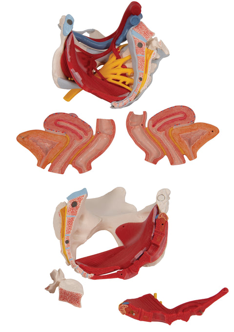 Human Female Pelvis Skeleton Model with Ligaments, Vessels, Nerves, Pelvic Floor Muscles & Organs, 6 part