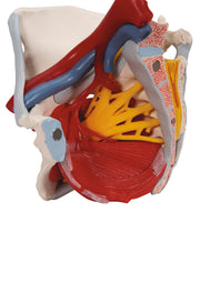 Human Female Pelvis Skeleton Model with Ligaments, Vessels, Nerves, Pelvic Floor Muscles & Organs, 6 part