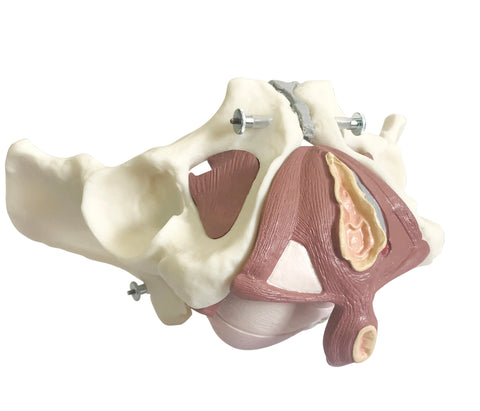 Composite Pelvis and Pelvic Floor Model