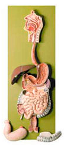 Human Digestive Tract Model