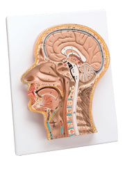 Median Section of the Head and Neck