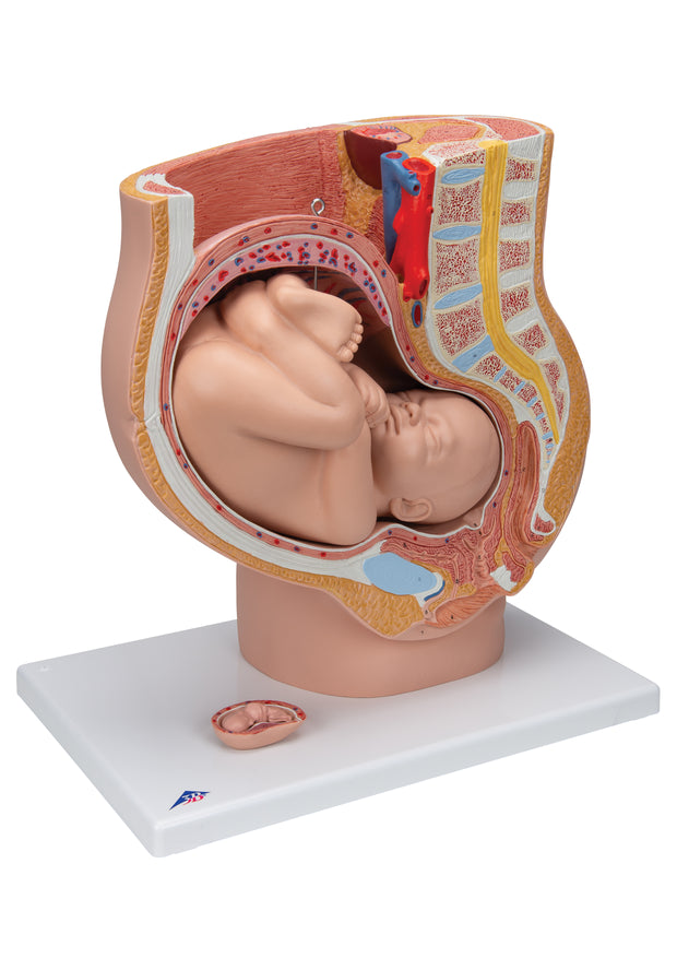 Deluxe Pregnancy Pelvis Model - 3 Part