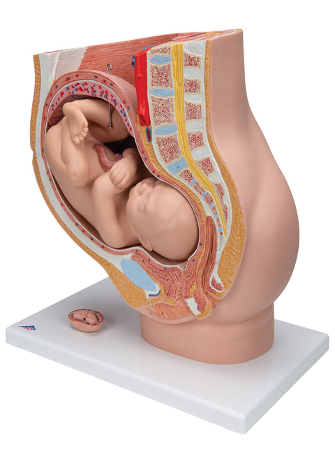 Deluxe Pregnancy Pelvis Model - 3 Part