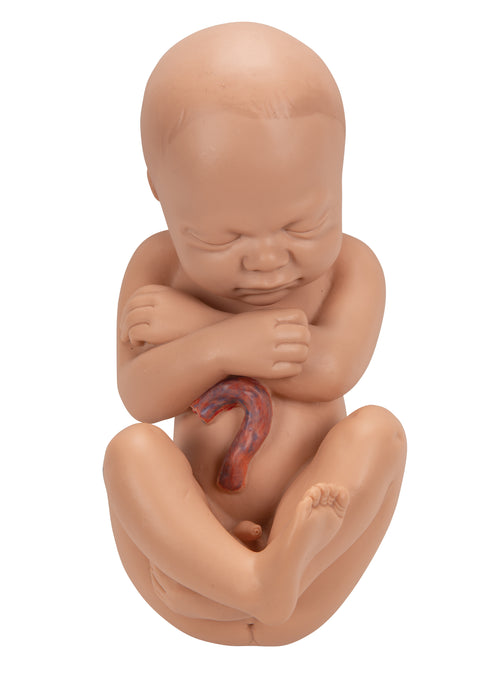 Deluxe Pregnancy Pelvis Model - 3 Part