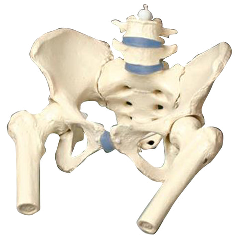 Female Pelvis with Femur Heads Model