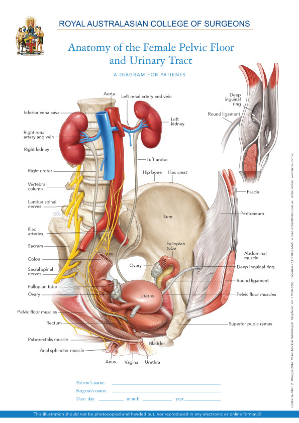 Normal Anatomy of the Female Pelvic Floor and Urinary Tract
