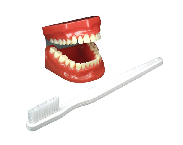 Flossing and Brushing Model