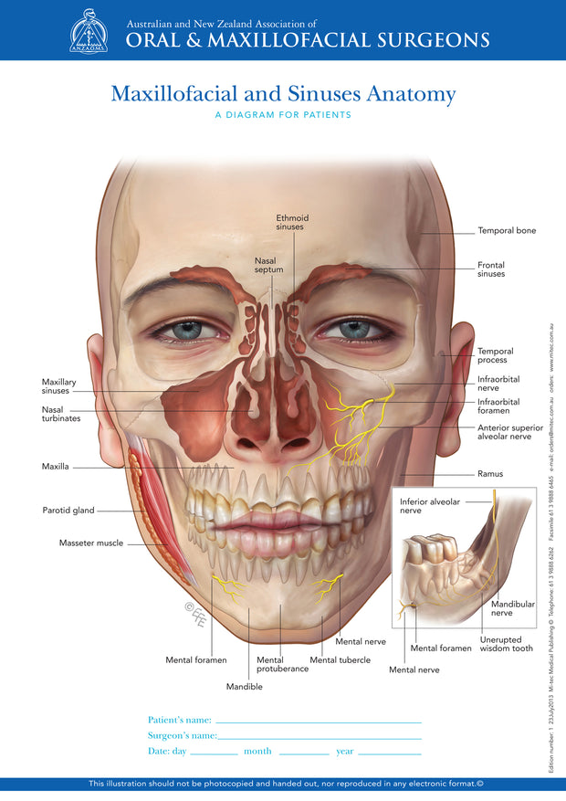 Normal Anatomy of Maxillofacial and Sinuses