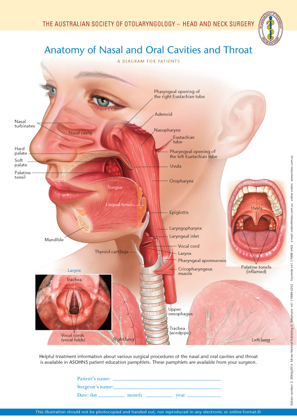 Normal Anatomy of the Nasal and Oral Cavities and Throat