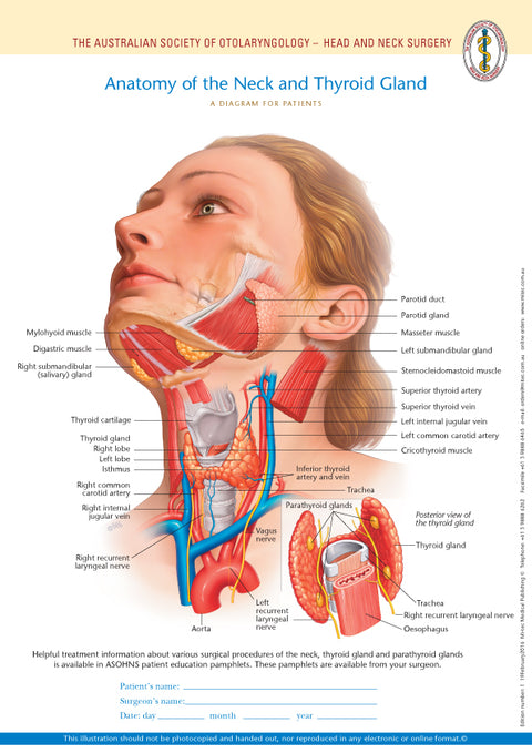 Normal Anatomy of the Neck and Thyroid Gland