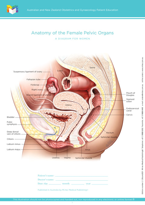 Normal Anatomy of the Female Pelvic Floor & Pelvic Organs (double sided)