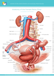 Normal Anatomy of the Female Pelvic Floor & Pelvic Organs (double sided)