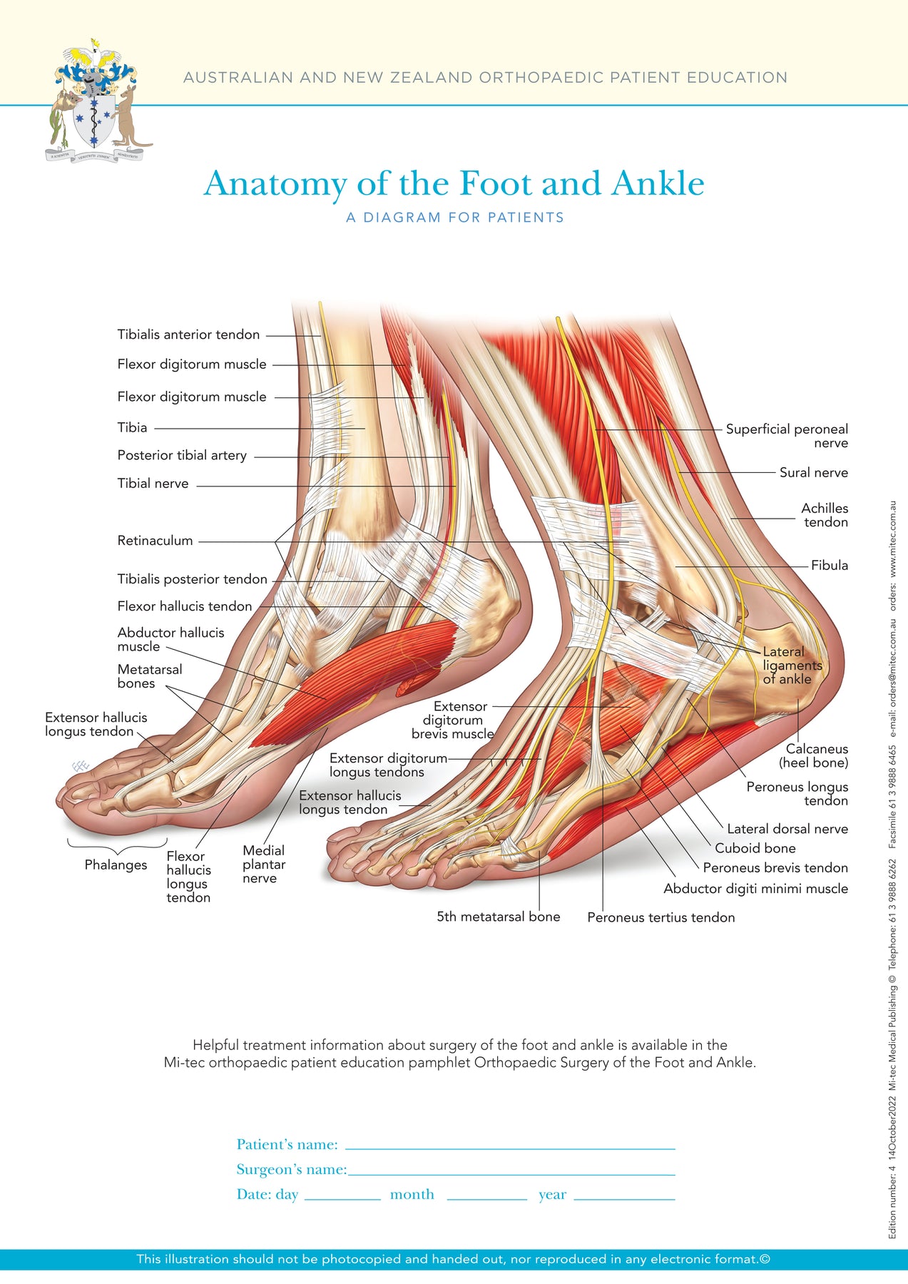 Normal Anatomy of the Foot and Ankle – Mi-tec Medical Publishing