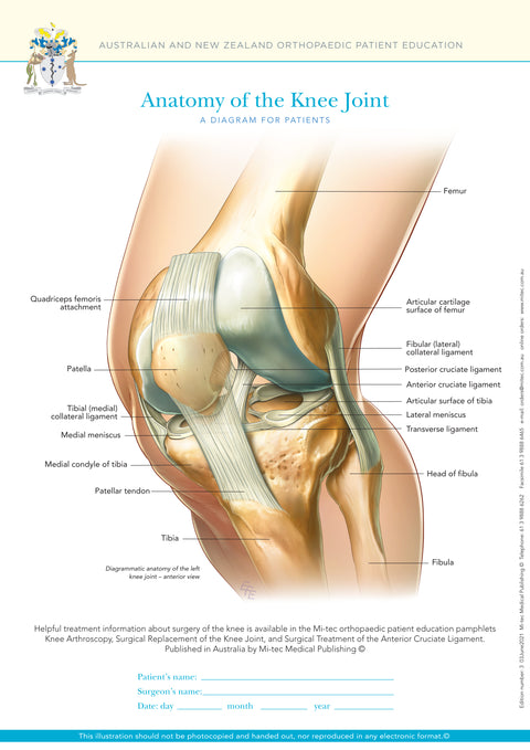 Normal Anatomy of the Knee Joint