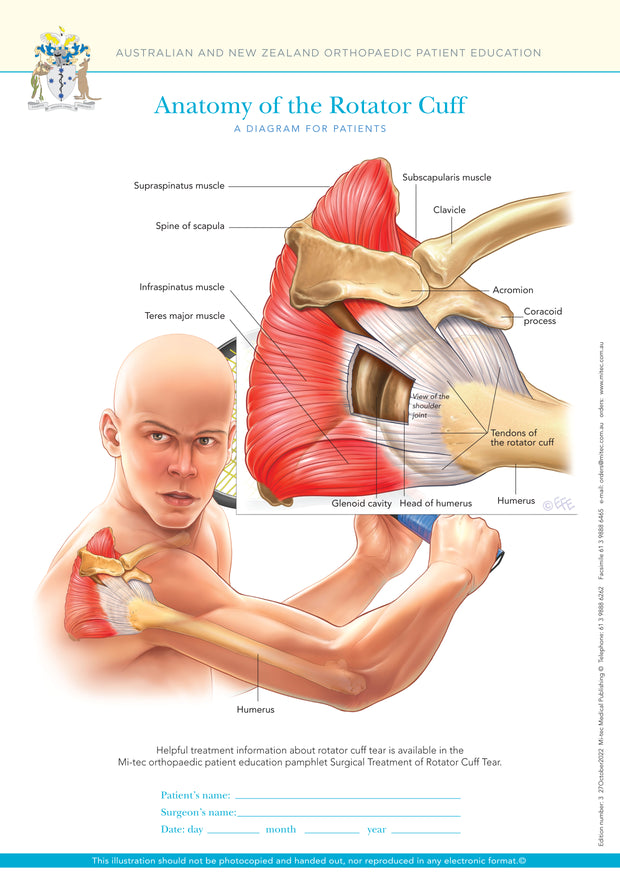 Normal Anatomy of the Rotator Cuff