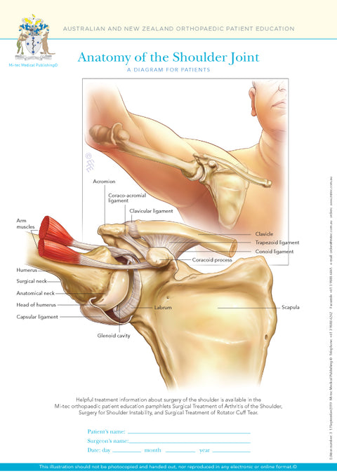 Normal Anatomy of the Shoulder Joint