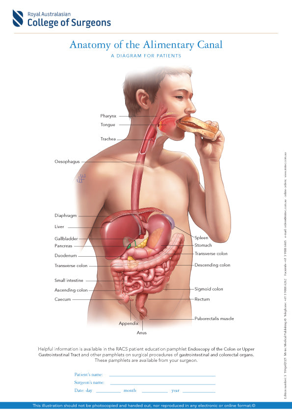 Normal Anatomy of the Alimentary Canal